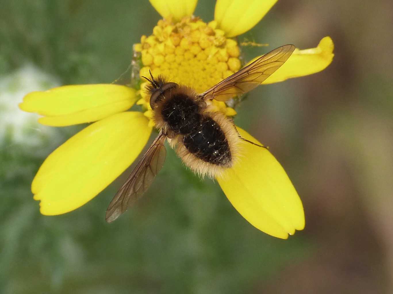 Piccolo Bombilidae